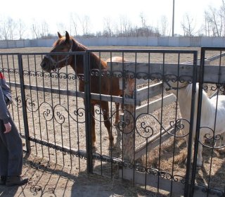 Занятия иппотерапией с детьми-инвалидами в доме-интернате «Теремок»
