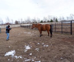 На конном дворе