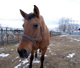 На конном дворе