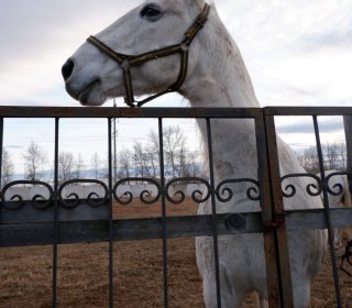 На конном дворе