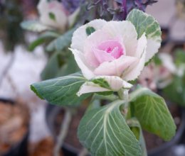 Экскурсия по парку 