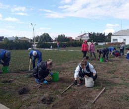 Высажены первые саженцы 