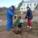 Высажены первые саженцы 