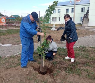 Высажены первые саженцы 