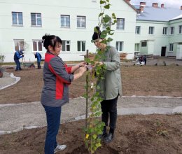 Высажены первые саженцы 