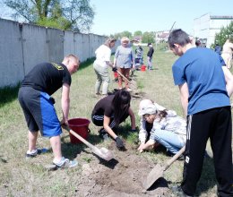 Посадка кедровой аллеи