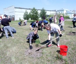 Посадка кедровой аллеи