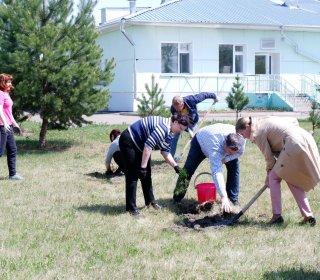 Посадка кедровой аллеи