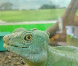 Знакомство детей с представителями фауны в 