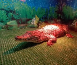 Знакомство детей с представителями фауны в 