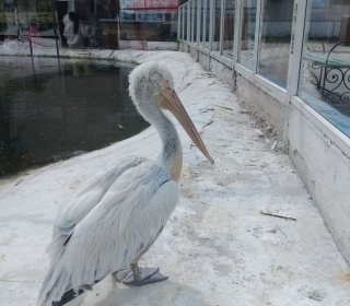 Знакомство детей с представителями фауны в 