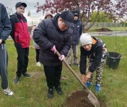 Высаживаем яблоневый сад Победы