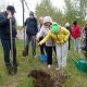 Высаживаем яблоневый сад Победы